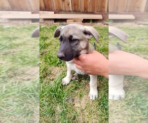 German Shepherd Dog-Siberian Husky Mix Puppy for sale in SALINAS, CA, USA