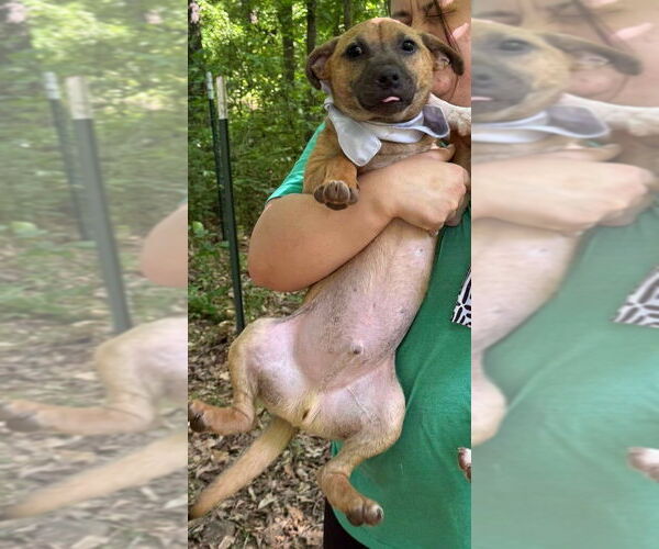 Medium Photo #10 Mutt Puppy For Sale in New York, NY, USA