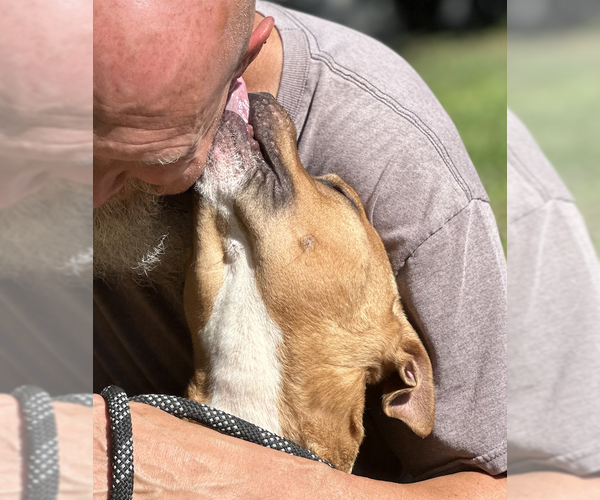 Medium Photo #4 American Pit Bull Terrier Puppy For Sale in Thomasville, NC, USA