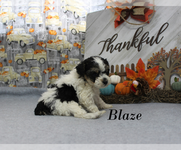 Medium Photo #12 Poodle (Toy) Puppy For Sale in CHANUTE, KS, USA