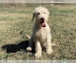 Small Photo #14 Goldendoodle Puppy For Sale in CANON, GA, USA