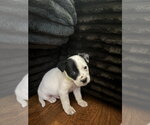 Small #1 Labrador Retriever Mix