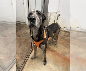 Great Dane Dogs for adoption in Bolivar, MO, USA