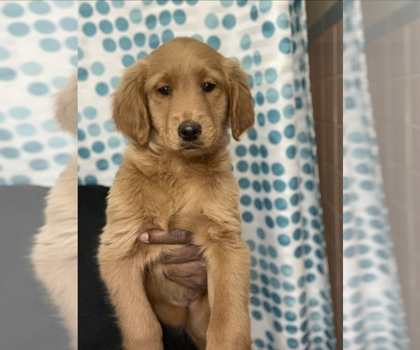 Medium Photo #17 Goldendoodle-Poodle (Standard) Mix Puppy For Sale in DETROIT, MI, USA
