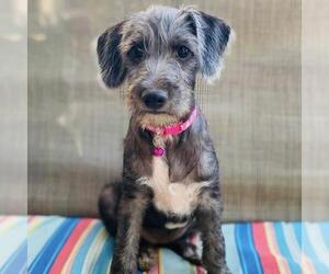 Colonial Cocker Spaniel-Unknown Mix Dogs for adoption in San Diego, CA, USA