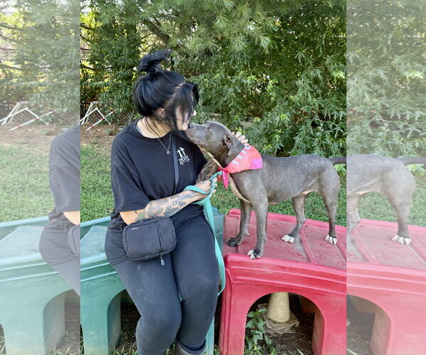 Medium Photo #2 American Pit Bull Terrier-Unknown Mix Puppy For Sale in Spring Lake, NJ, USA