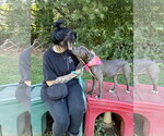Small #1 American Pit Bull Terrier Mix