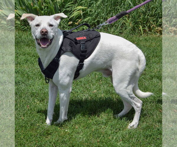 Medium Photo #2 Siberian Husky-Unknown Mix Puppy For Sale in Huntley, IL, USA