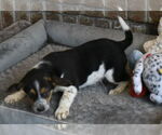 Small #1 Beagle-Border Collie Mix