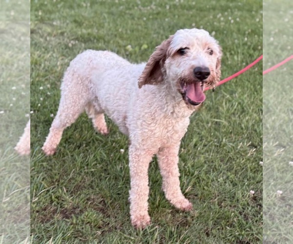 Medium Photo #1 Goldendoodle (Miniature) Puppy For Sale in Westwood, NJ, USA