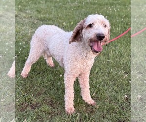 Goldendoodle (Miniature) Dogs for adoption in Westwood, NJ, USA