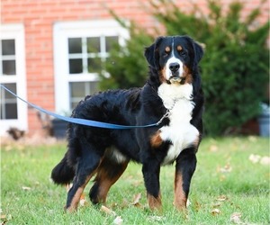 Bernese Mountain Dog Litter for sale in OTTUMWA, IA, USA