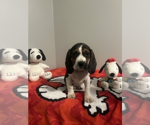 Medium Photo #4 Beagle Puppy For Sale in PEVELY, MO, USA