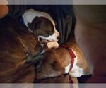 Small #37 American Pit Bull Terrier Mix