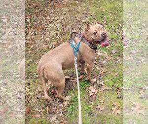 Frankie - Female American Staffordshire Terrier-Unknown Mix Dog for Adoption - Photo #5