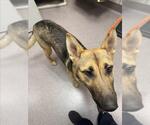 Small German Shepherd Dog