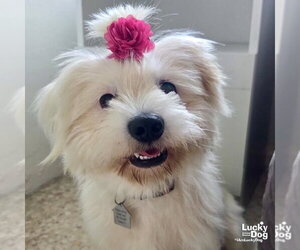 Maltese-Unknown Mix Dogs for adoption in Washington, DC, USA
