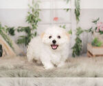 Small Photo #1 Cavachon Puppy For Sale in WARSAW, IN, USA