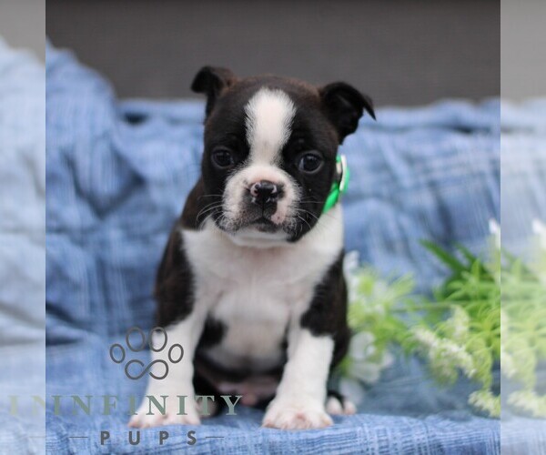 Medium Photo #3 Boston Terrier Puppy For Sale in PORT ROYAL, PA, USA