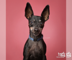 Small #4 Miniature Pinscher Mix