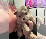 Puppy Merle Girl 2 Pomeranian
