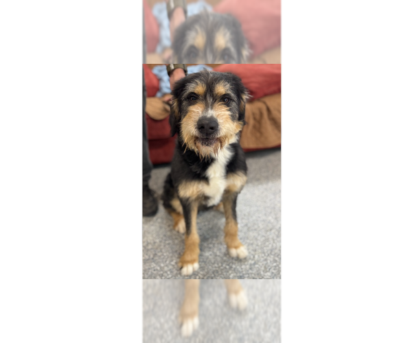 Medium Photo #9 Bernese Mountain Dog-Irish Terrier Mix Puppy For Sale in Greenbelt, MD, USA