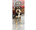 Small #8 Bernese Mountain Dog-Irish Terrier Mix
