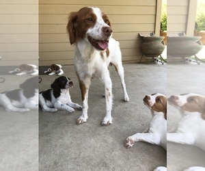 Mother of the Brittany puppies born on 05/20/2019