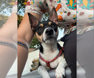Chihuahua-Unknown Mix Dogs for adoption in Cranston, RI, USA