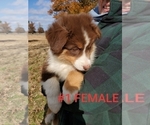 Small Photo #4 Australian Shepherd Puppy For Sale in CLARKSVILLE, TX, USA