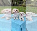 Small Photo #2 Shih Tzu Puppy For Sale in Weston, FL, USA