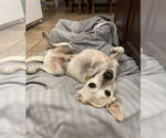 Small #3 Chihuahua Mix