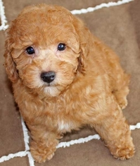 Poodle (Toy) Puppy for sale in E NORTHPORT, NY, USA