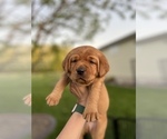 Small #9 Labrador Retriever