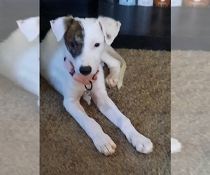 Mutt Dogs for adoption in Andover, MN, USA