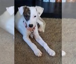 Small Mutt