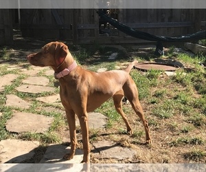 Mother of the Vizsla puppies born on 11/11/2022