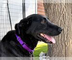 Small #2 Labrador Retriever Mix