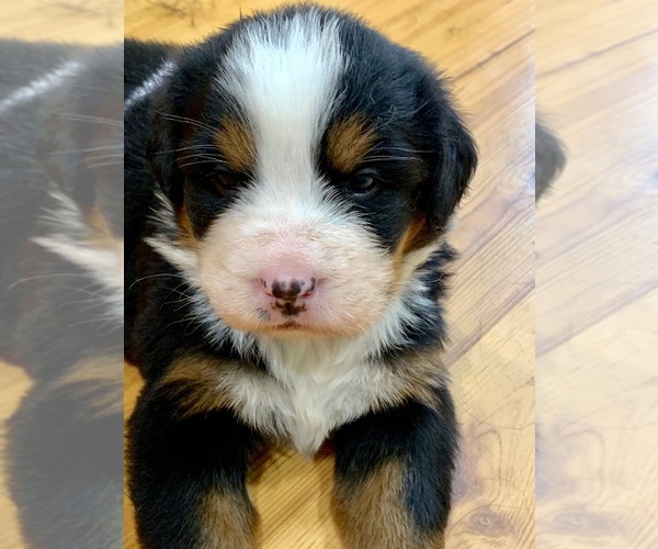Medium Photo #4 Bernese Mountain Dog Puppy For Sale in RICHFIELD SPRINGS, NY, USA