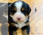 Small Photo #4 Bernese Mountain Dog Puppy For Sale in RICHFIELD SPRINGS, NY, USA