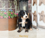 Puppy Tucker Bernedoodle (Miniature)
