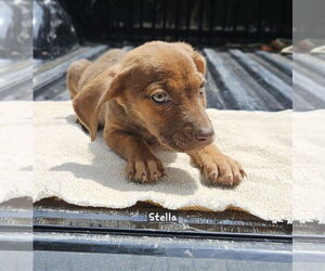 Black Mouth Cur-Unknown Mix Dogs for adoption in Corinth, MS, USA