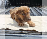 Small Black Mouth Cur Mix