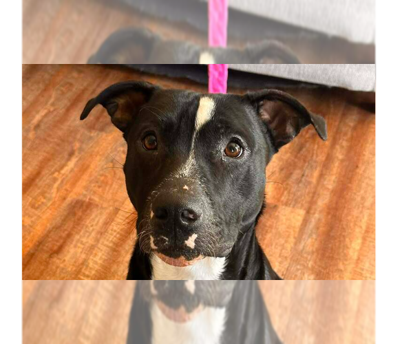 Medium Photo #13 Mutt Puppy For Sale in Abbeville, LA, USA