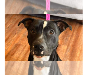 Oliver - Male Mutt Dog for Adoption - Photo #13