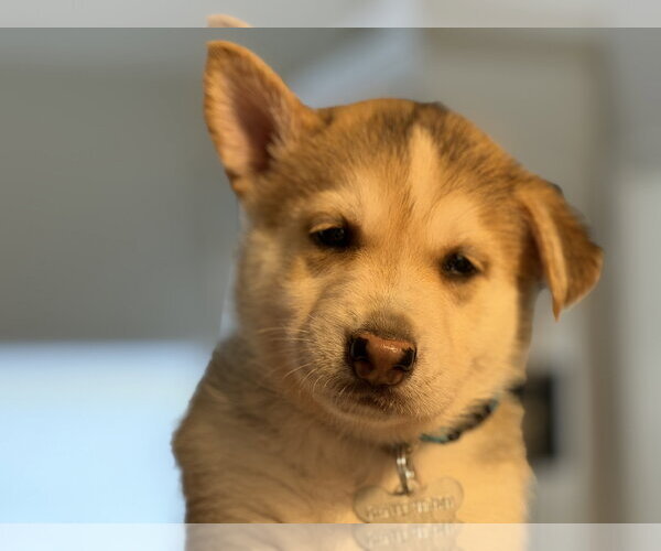 Medium Photo #6 Siberian Husky-pomeranian spitz Mix Puppy For Sale in Holly Springs, NC, USA