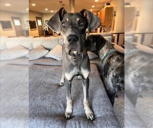 Great Dane-Unknown Mix Dogs for adoption in Fort Wayne, IN, USA