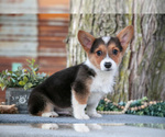 Small #1 Pembroke Welsh Corgi