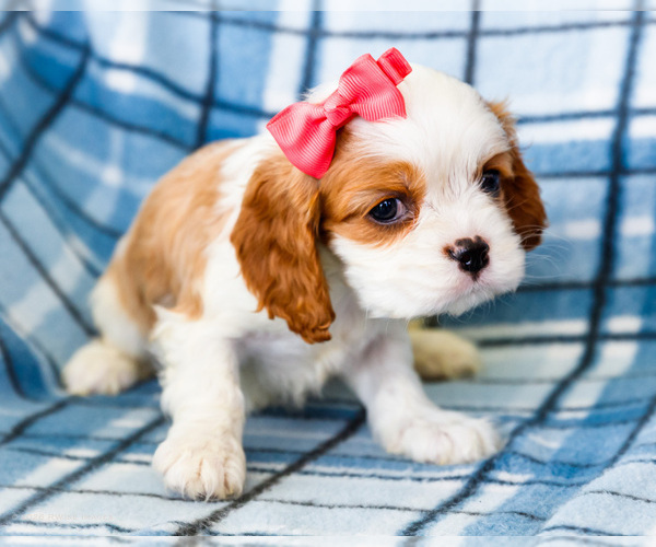 Medium Photo #3 Cockalier Puppy For Sale in WAKARUSA, IN, USA