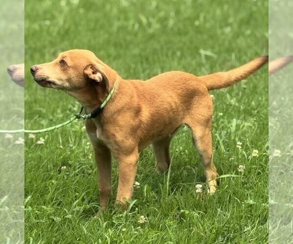Medium Photo #2 Chocolate Labrador retriever-Unknown Mix Puppy For Sale in Yardley, PA, USA